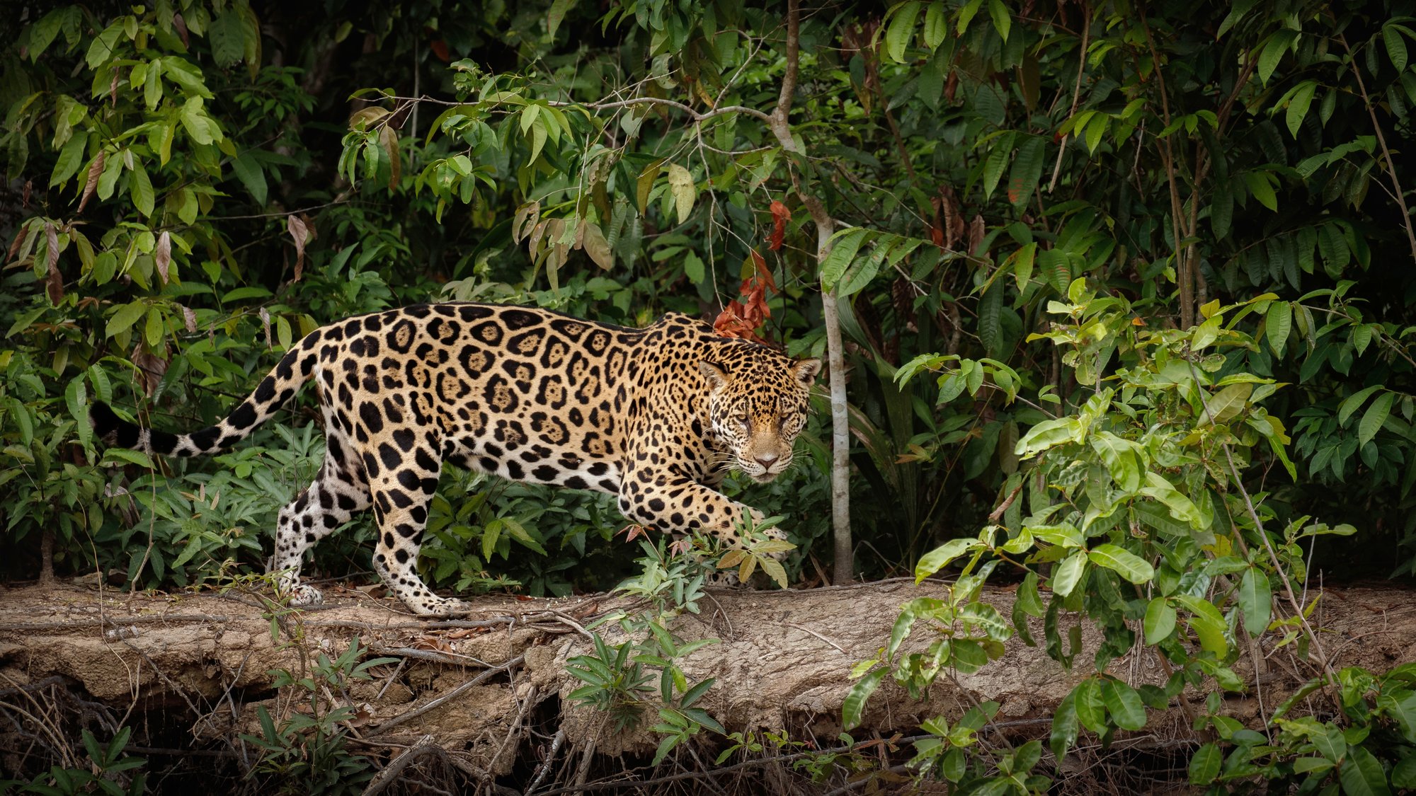 american-jaguar-nature-habitat-south-american-jungle